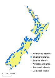Leptolepia novae-zelandiae distribution map based on databased records at AK, CHR & WELT.
 Image: K. Boardman © Landcare Research 2017 CC BY 3.0 NZ